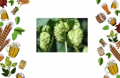 Купить Хмель Cascade 1 кг Обоянь