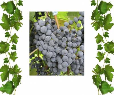 Технический сорт винограда Голубок