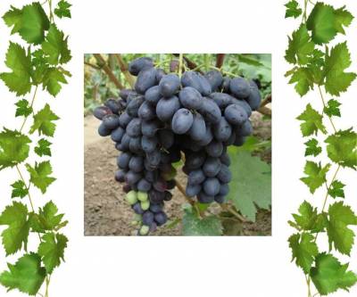Cаженцы виноград Лорано