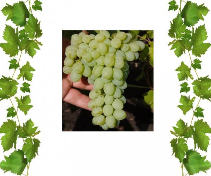 Купить кишмиш Кодус