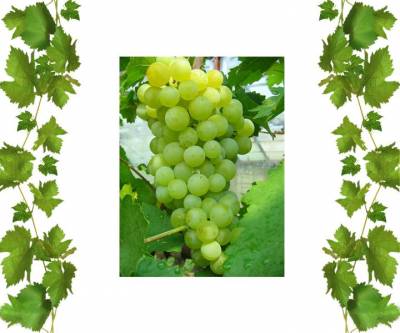 Саженцы винного сорта Солярис с фруктовым букетом и ананасовым послевкусием 2