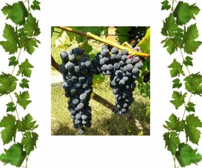 Виноград синий Каберне Юра