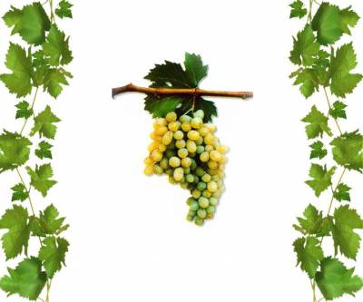 Купить кишмиш Кондарев 6