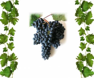 Виноград технический бессемянный Красень