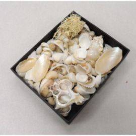 Ракушки RAM 0088