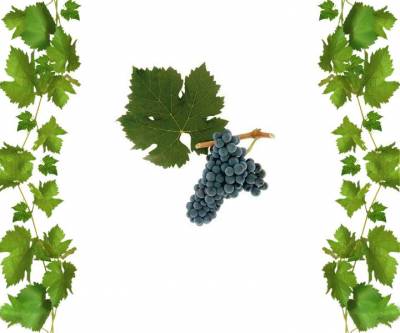 Саженцы виноград Каберне Фран