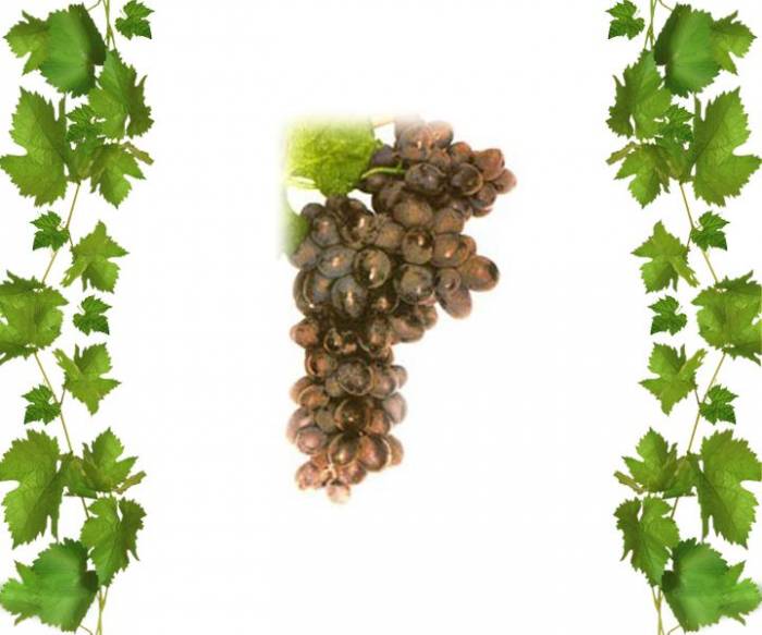 Купить кишмиш Кондарев 10