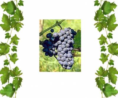 Саженцы виноград Леон Мийо