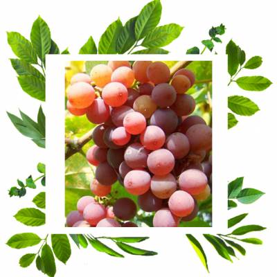 Траминер Розовый для приготовления высококачественных столовых, десертных вин, шампанских виноматериалов и соков