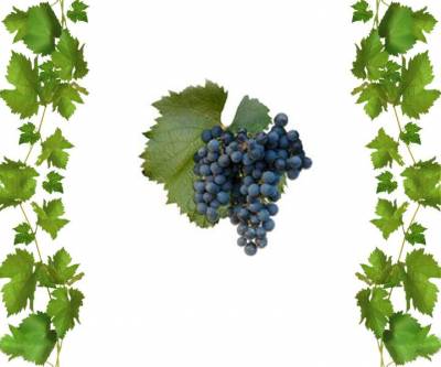 Купить саженцы винограда Мальбек привитой