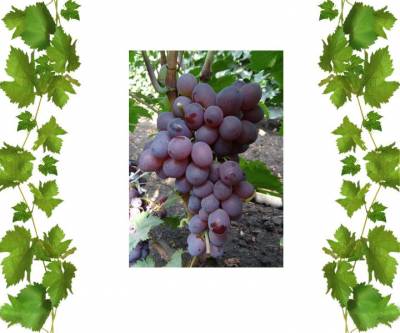 Купить кишмиш Кримсон сидлис