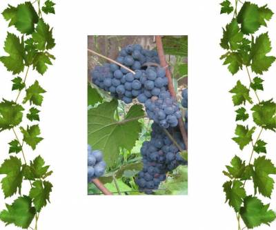  Виноград фиолетовый Леон Мийо