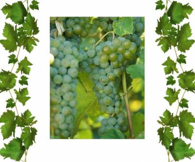 Виноград технический белый Ла-кросс