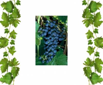 Виноград технический Фронтиньяк 1