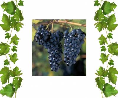 Купить саженцы винограда Маркетт