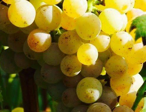 Иршаи Оливер (Золотистый ранний) технический винный сорт, для производства душистых вин.