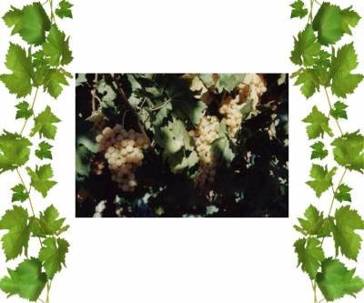 Купить кишмиш Луз Перлетт