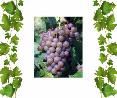 Технический сорт винограда Траминетт 1