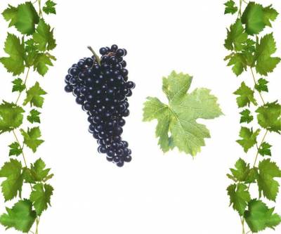 Купить саженцы винограда Мерло