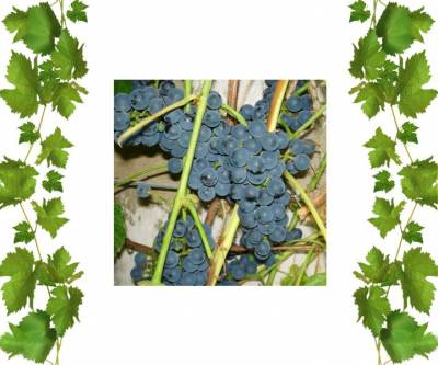 Виноград синий технический сорт Сент Кру 1