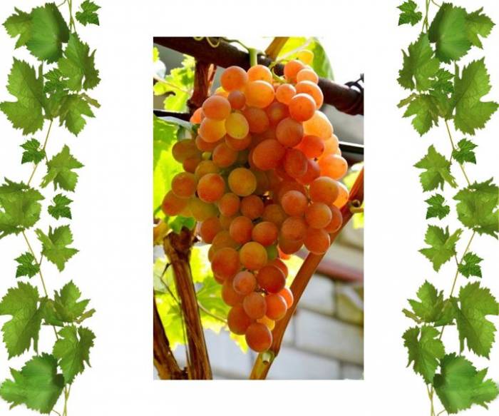 Cаженцы виноград София