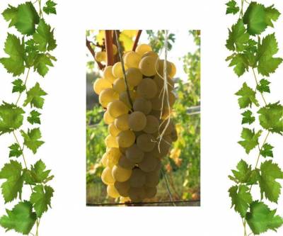 Белый виноград Солярис 1