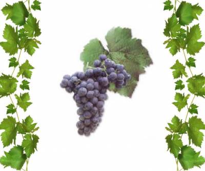 Купить саженцы винограда Пти Вердо