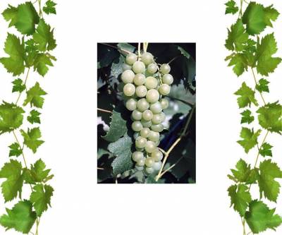 Купить кишмиш Маркиз