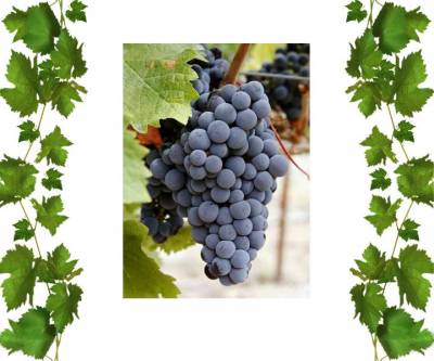 Виноград синий технический Мерло корнесобственый