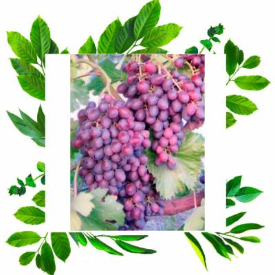 Арочный виноград Аметист супер устойчивый -30С двухгодовалый