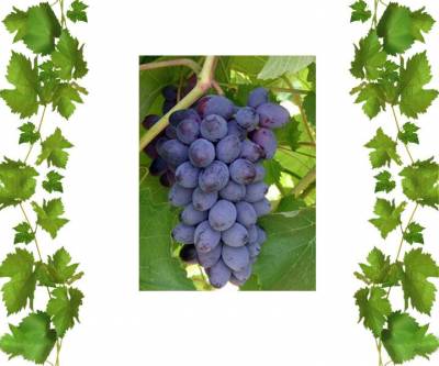 Купить кишмиш Юпитер