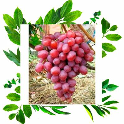 Виноград Анюта ранняя