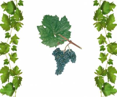 Купить саженцы винограда Рёслер