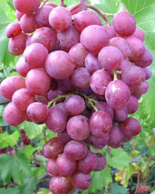 Виноград Виктория с очень устойчивой формой к болезням и морозу