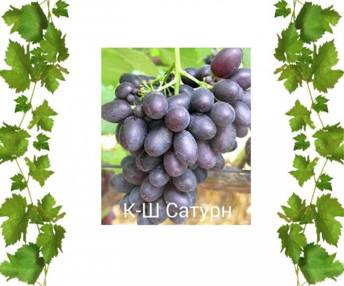 Саженцы Кишмиш Сатурн
