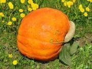 Камень декоративный &quot;Оранжевая тыква&quot; 1