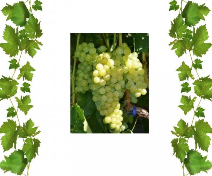 Купить кишмиш Ниагара