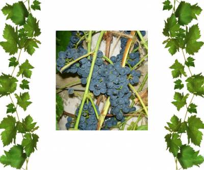 Виноград синий технический сорт Сент Кру
