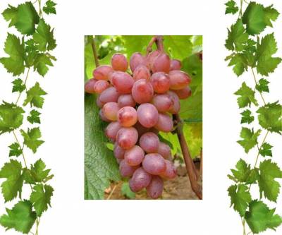 Купить кишмиш Реа