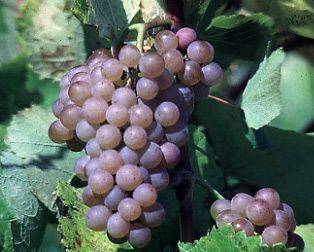 Технический сорт винограда Траминетт