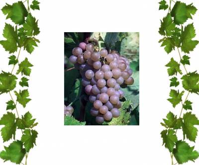 Технический сорт винограда Траминетт