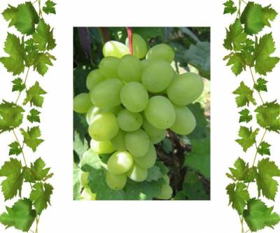 Cаженцы виноград Супер-Экстра