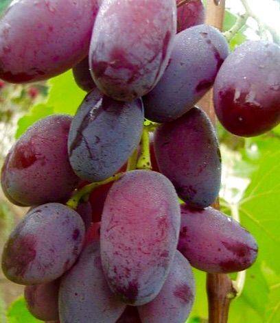 Зарево, Придорожный, Спорт-2