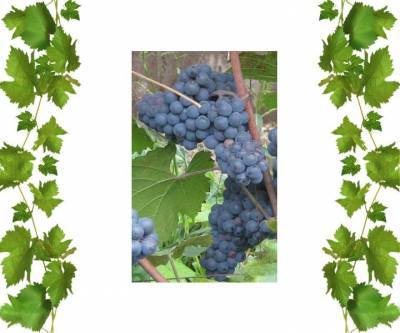  Виноград фиолетовый Леон Мийо