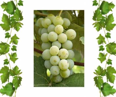 Виноград технического сорта Луиза Свенсон 1