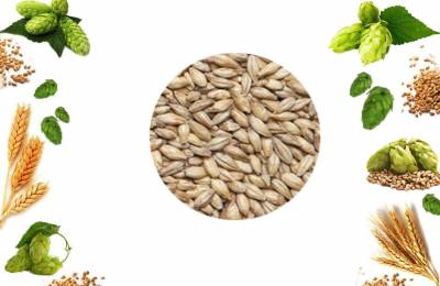 Солод Мальт Чет Милано в мешке 25кг Никон 