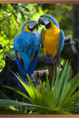 Картина-обогреватель Попугаи Гай Ларош