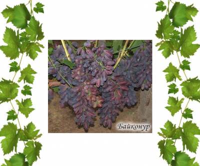 Купить виноград сорт Байконур саженцы Адуор 