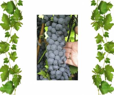 Виноград технический Ливадийский 1