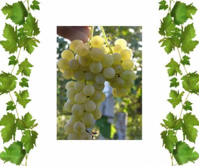 Виноград Кристалл  1